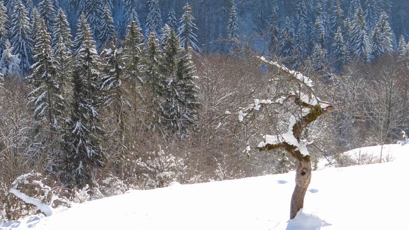 Les 4 Saisons de "Mon Jura" - Page 6 2015-01-01_neige_soleil_02