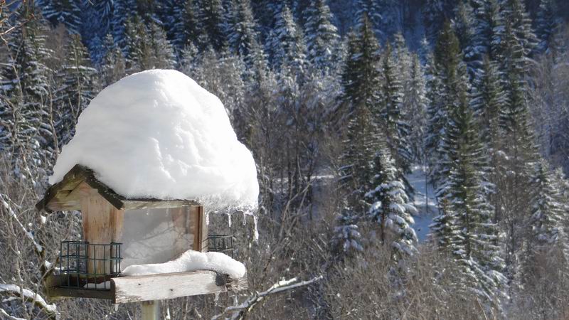 Les 4 Saisons de "Mon Jura" - Page 6 2015-01-01_neige_soleil_05