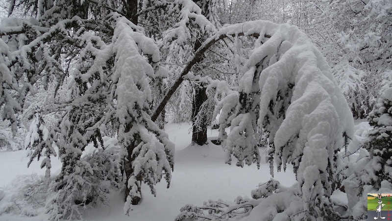 Les 4 Saisons de "Mon Jura" - Page 15 2019-01-13_neige_01