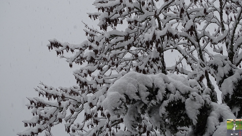 Les 4 Saisons de "Mon Jura" - Page 15 2019-01-13_neige_12