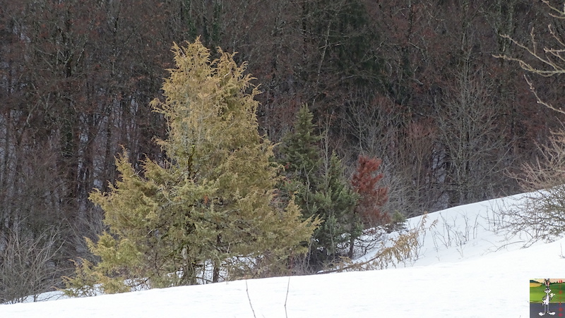 Les 4 Saisons de "Mon Jura" - Page 15 2019-02-02_neige_04