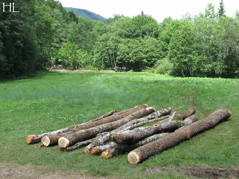 2010-07-27 : Débardage avec des chevaux - Hélène L. 0001