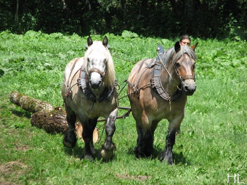 2010-07-27 : Débardage avec des chevaux - Hélène L. 0002