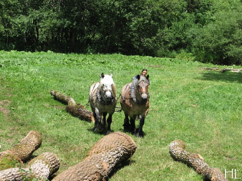 2010-07-27 : Débardage avec des chevaux - Hélène L. 0003