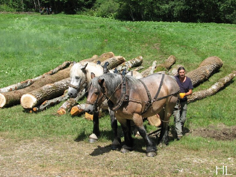 2010-07-27 : Débardage avec des chevaux - Hélène L. 0004