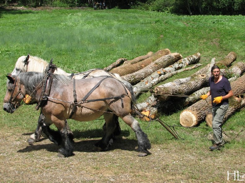 2010-07-27 : Débardage avec des chevaux - Hélène L. 0005