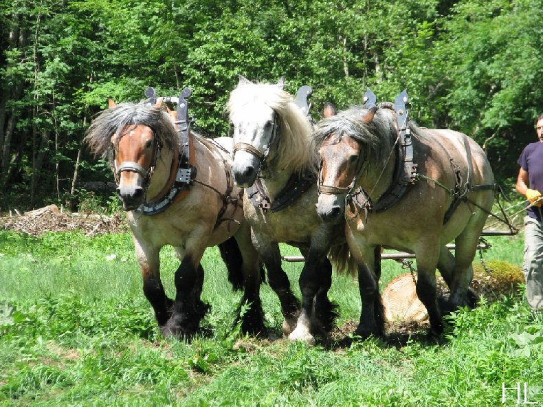 2010-07-27 : Débardage avec des chevaux - Hélène L. 0007