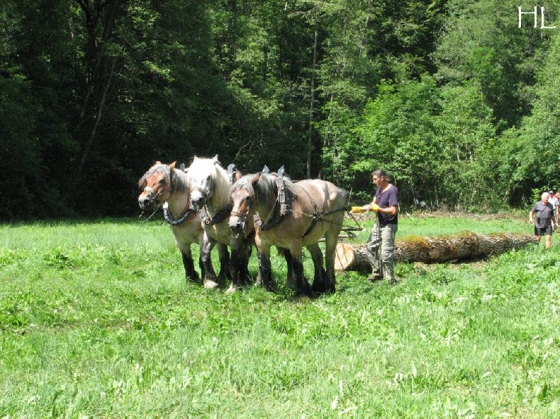 2010-07-27 : Débardage avec des chevaux - Hélène L. 0008