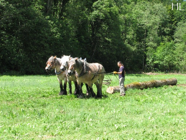 2010-07-27 : Débardage avec des chevaux - Hélène L. 0010