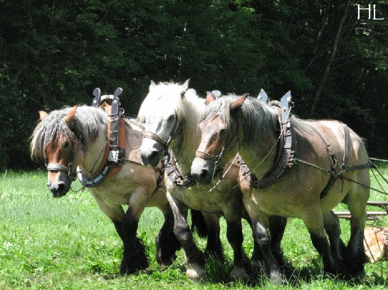 2010-07-27 : Débardage avec des chevaux - Hélène L. 0011