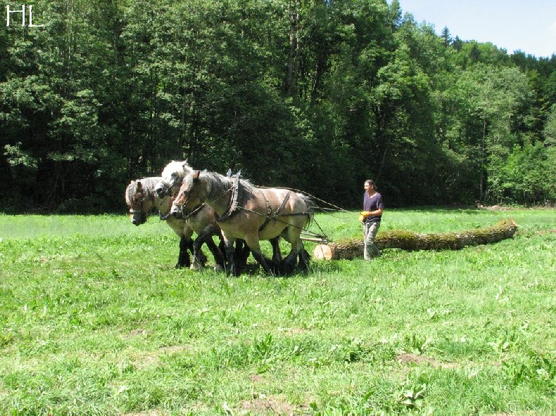 2010-07-27 : Débardage avec des chevaux - Hélène L. 0012