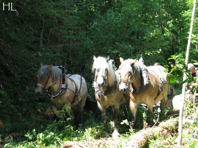 2010-07-27 : Débardage avec des chevaux - Hélène L. 0014