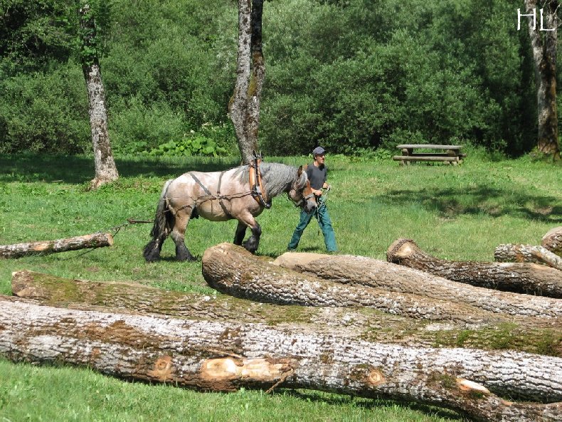 2010-07-27 : Débardage avec des chevaux - Hélène L. 0016