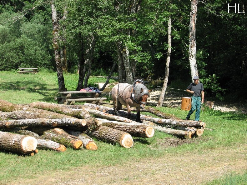 2010-07-27 : Débardage avec des chevaux - Hélène L. 0017
