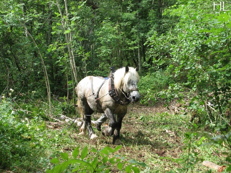 2010-07-27 : Débardage avec des chevaux - Hélène L. 0018