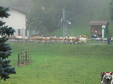 La 19 ème Désalpe de St-Cergue (VD) 0004