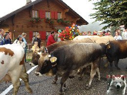 La 19 ème Désalpe de St-Cergue (VD) 0012