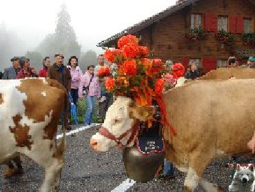 La 19 ème Désalpe de St-Cergue (VD) 0016