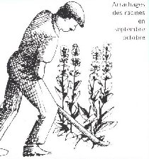 La Gentiane - Fleurs, Racines et Distillation - (25) 0000
