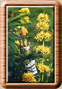 La Gentiane - Fleurs, Racines et Distillation - (25) 0001