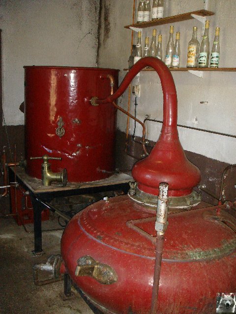 La Gentiane - Fleurs, Racines et Distillation - (25) 0011