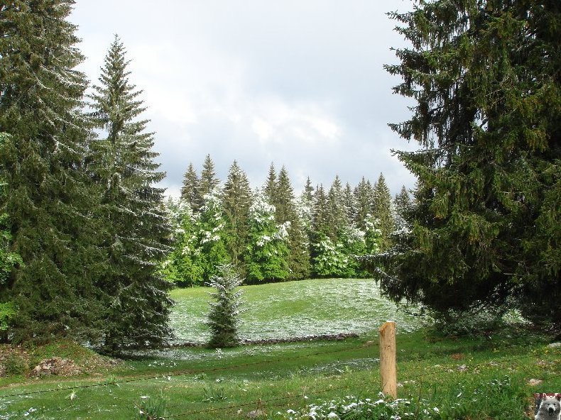 Fleurs de nos champs 0003