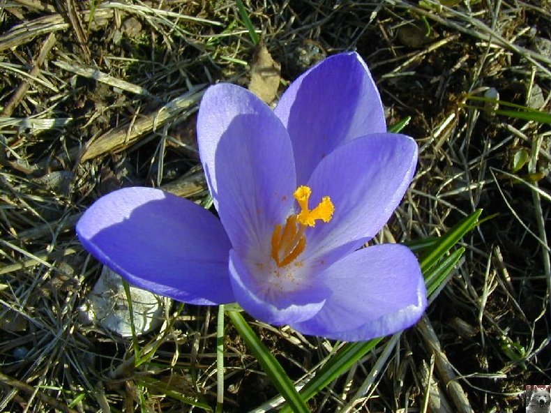 Fleurs de nos champs 0005a