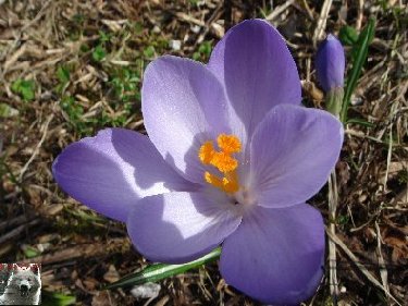 Fleurs de nos champs 0008