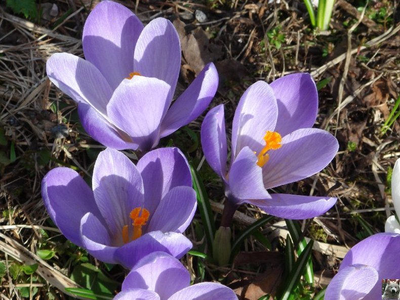 Fleurs de nos champs 0009