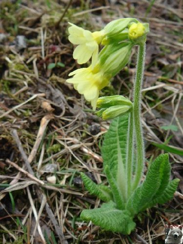 Fleurs de nos champs 0011