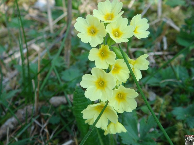 Fleurs de nos champs 0011a