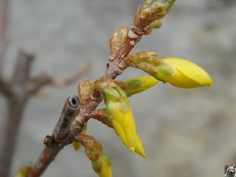 Fleurs de nos champs 0012