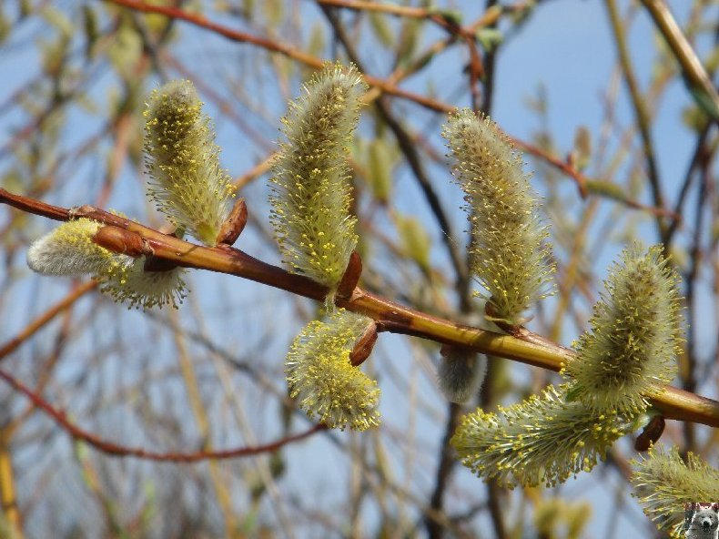 Fleurs de nos champs 0013