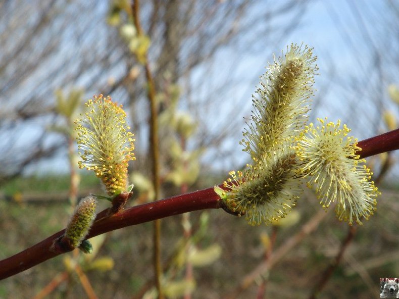 Fleurs de nos champs 0016