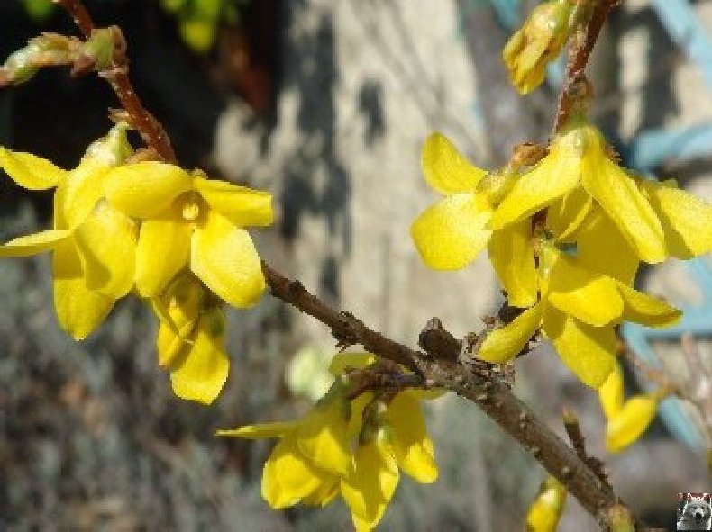 Fleurs de nos champs 0017