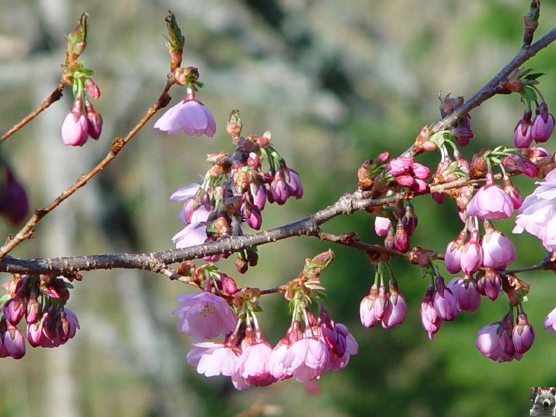 Fleurs de nos champs 0019