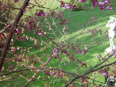 Fleurs de nos champs 0021