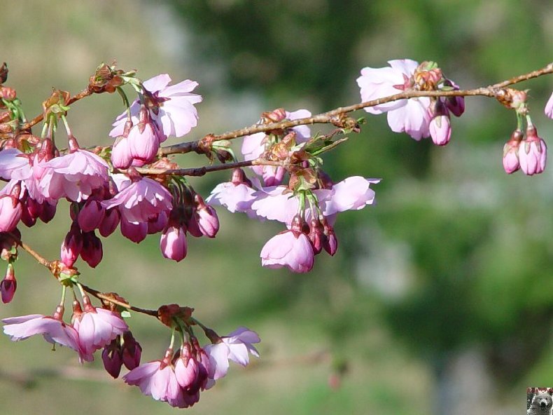 Fleurs de nos champs 0022