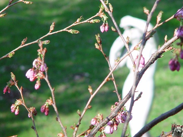 Fleurs de nos champs 0023