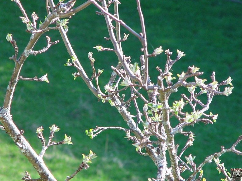 Fleurs de nos champs 0024