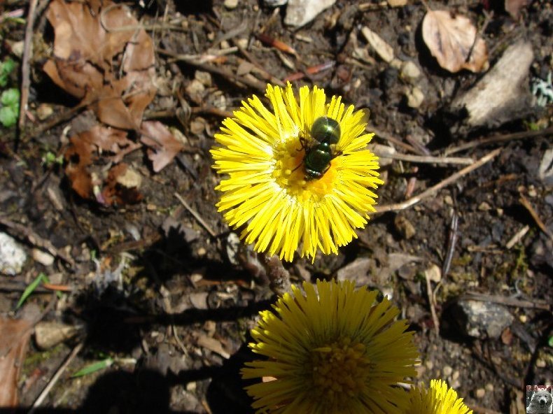 Fleurs de nos champs 0027