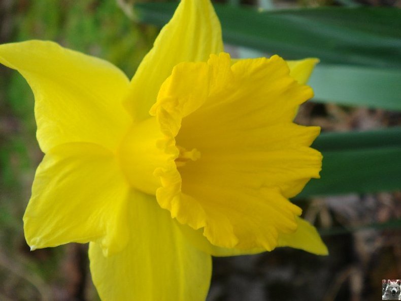 Fleurs de nos champs 0033