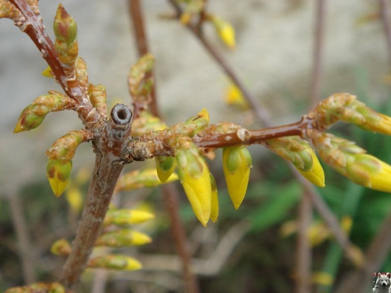 Fleurs de nos champs 0035