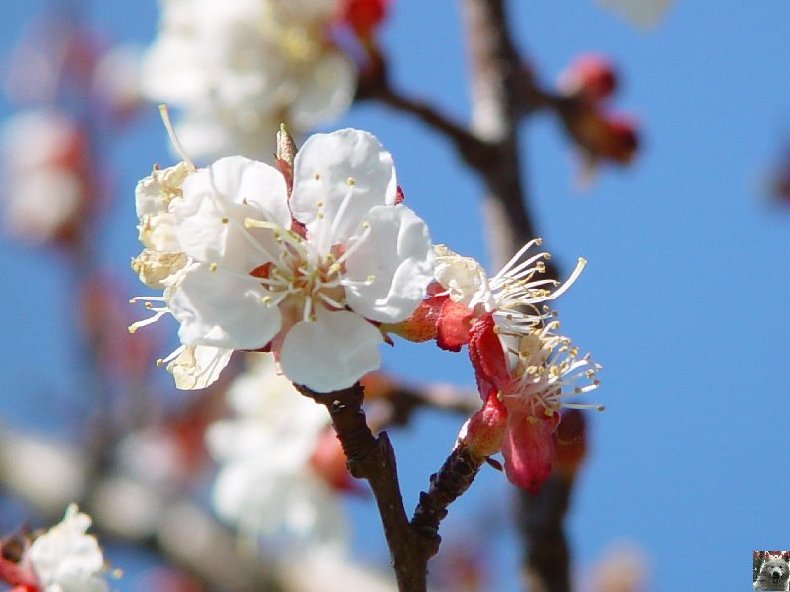 Fleurs de nos champs 0038