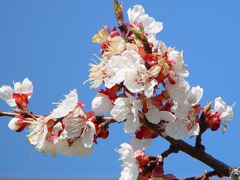 Fleurs de nos champs 0039