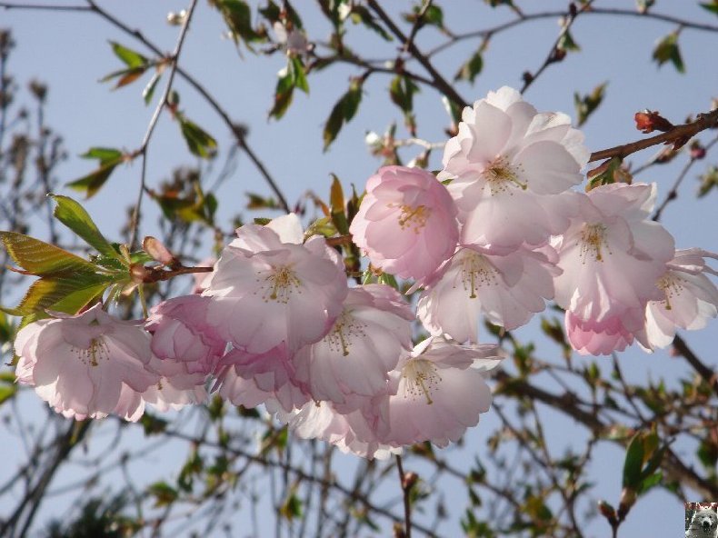 Fleurs de nos champs 0040