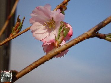 Fleurs de nos champs 0042