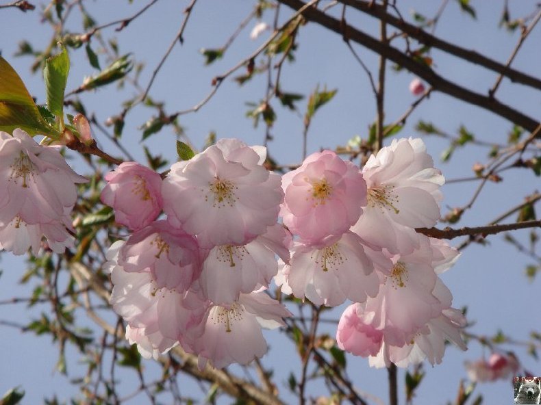 Fleurs de nos champs 0043