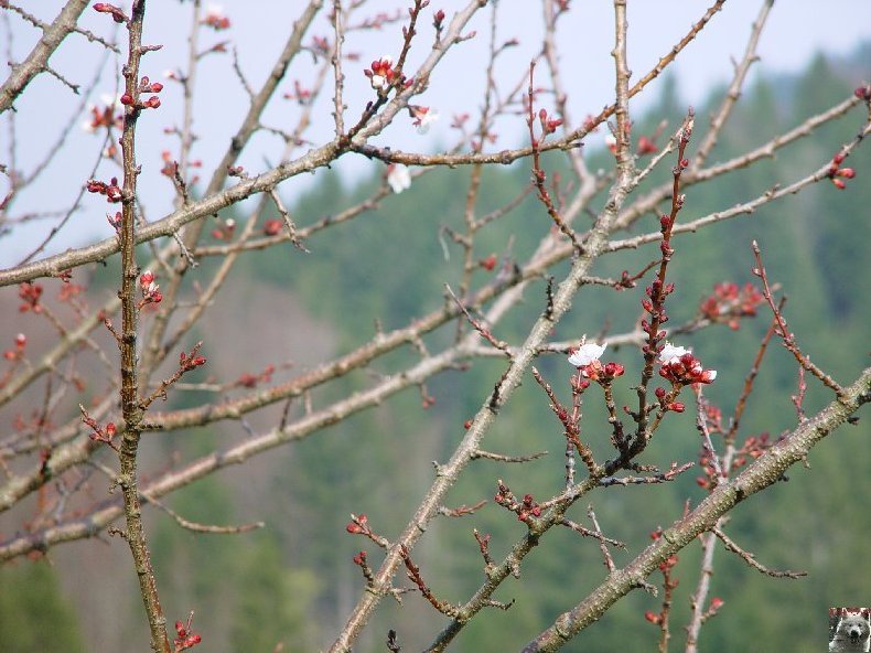 Fleurs de nos champs 0044