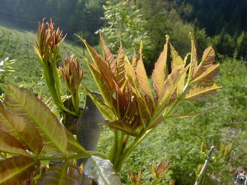 Fleurs de nos champs 0045a